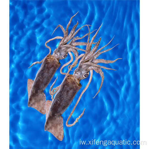 Fresh Price Calamar Dosidicus Gigas פירות ים